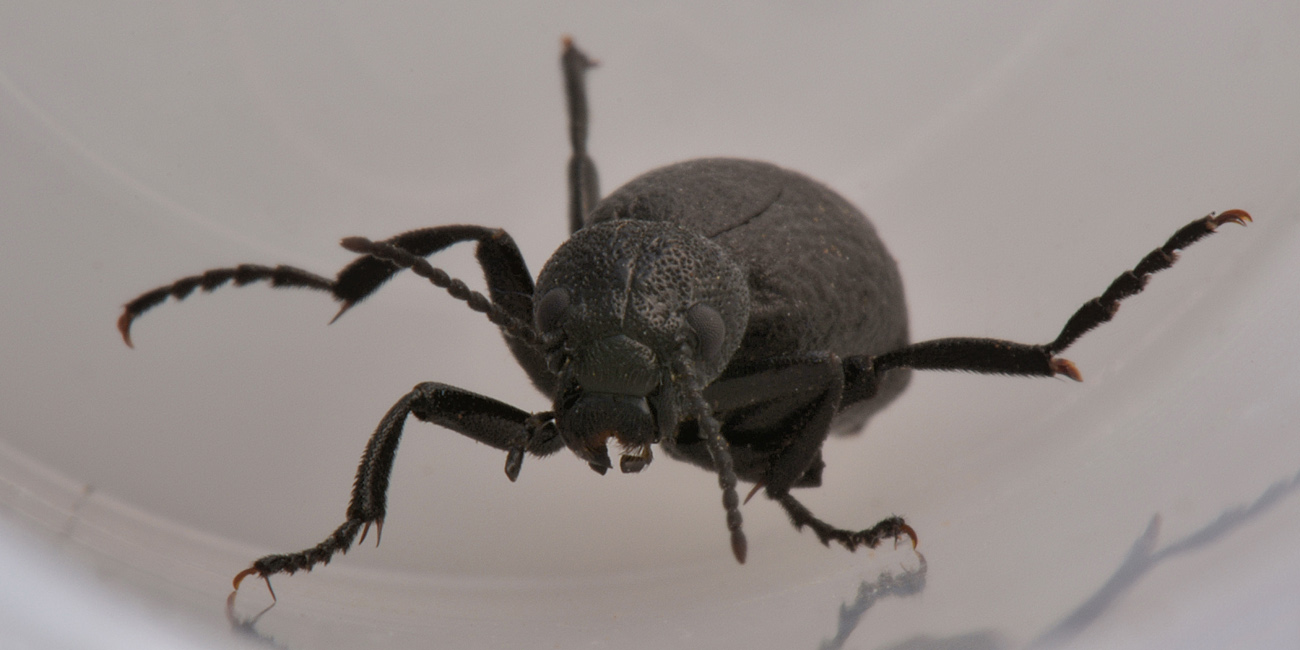 Meloidae:  Meloe ganglbaueri? Forse M. mediterraneus